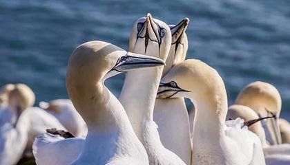 随机楚阿梅尼被评为欧洲杯最佳中场